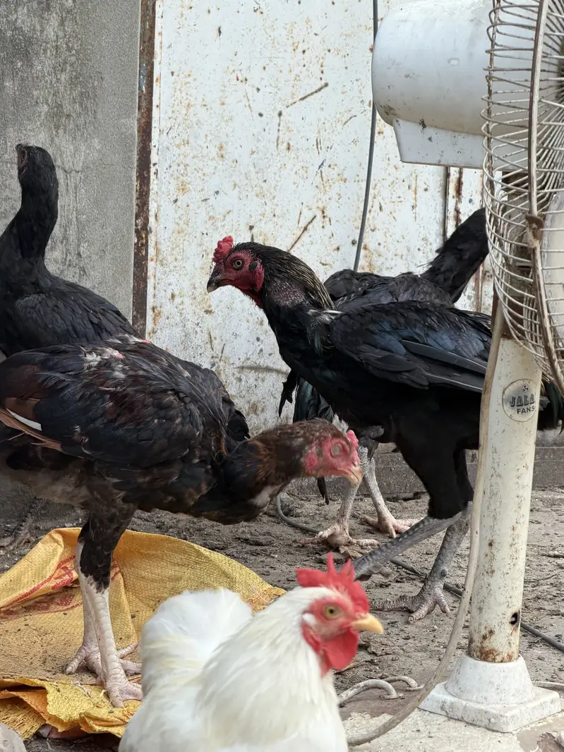 Aseel murga Aseel roaster Thai — photo 8
