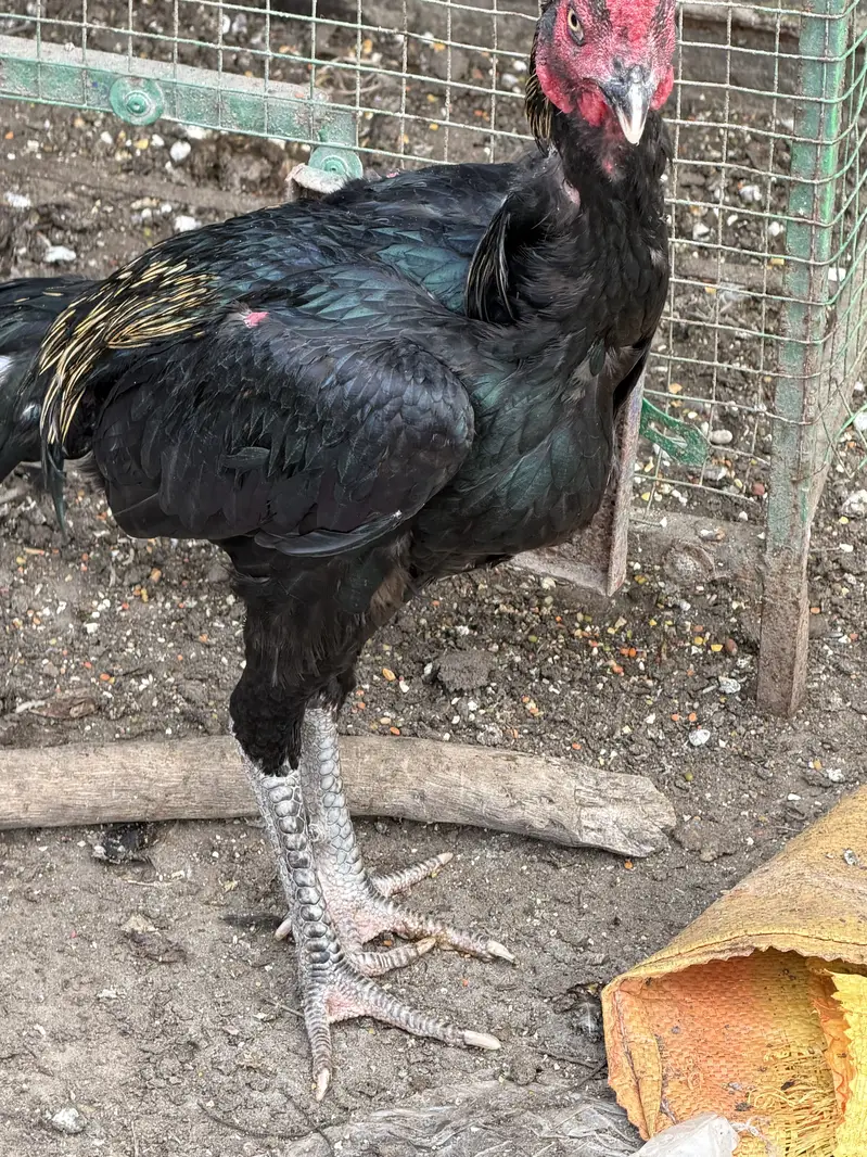 Aseel murga Aseel roaster Thai — photo 10