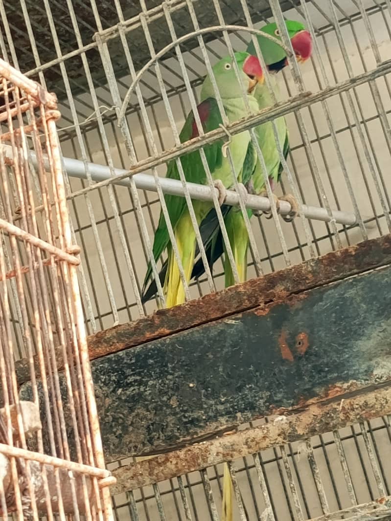 Raw/kashmiri pair 0