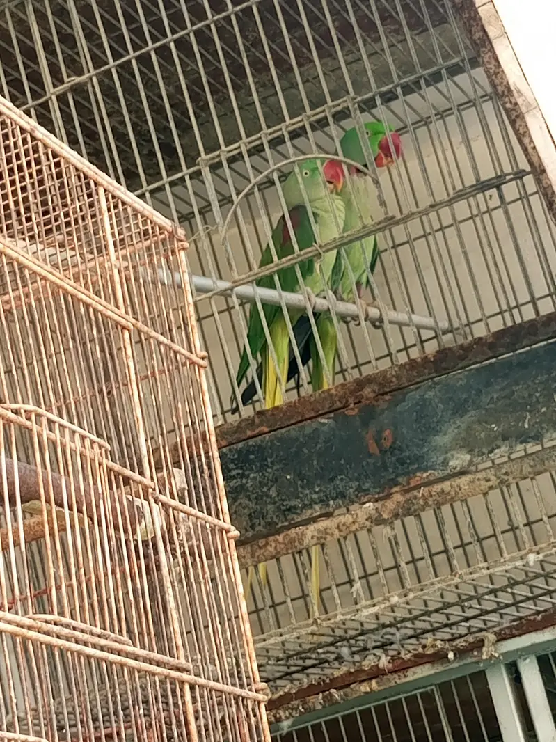 Raw/kashmiri pair — photo 2