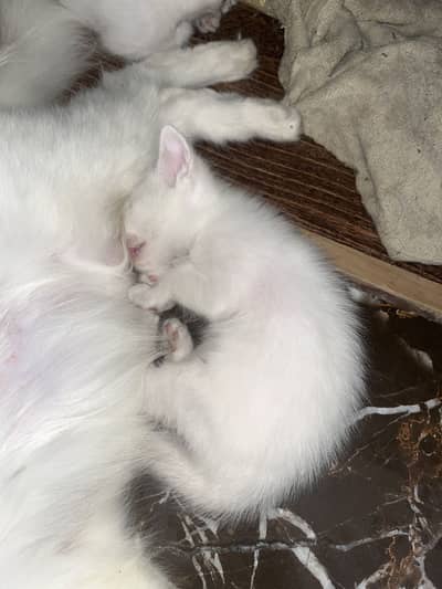 cute kitty