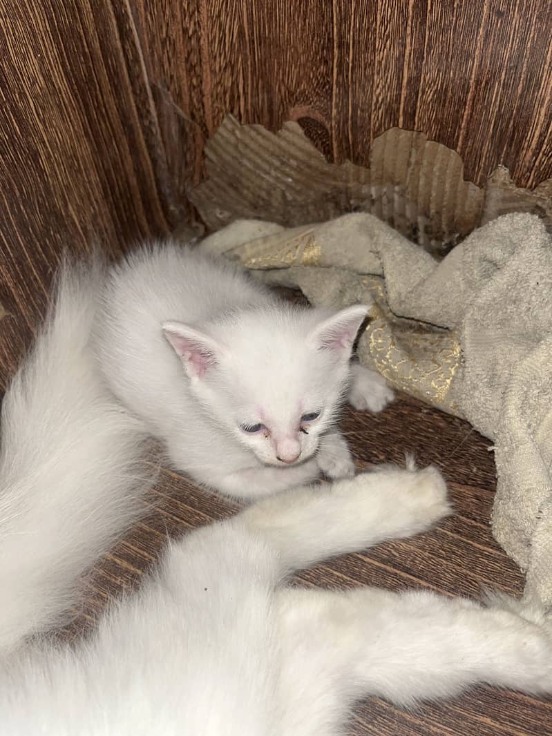 cute kitty 1