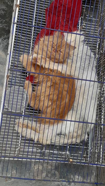 breeder female available for sale