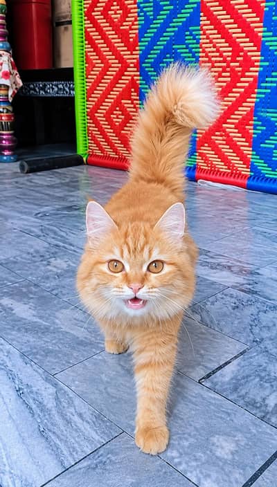 Pure Ginger persian Cat for sale