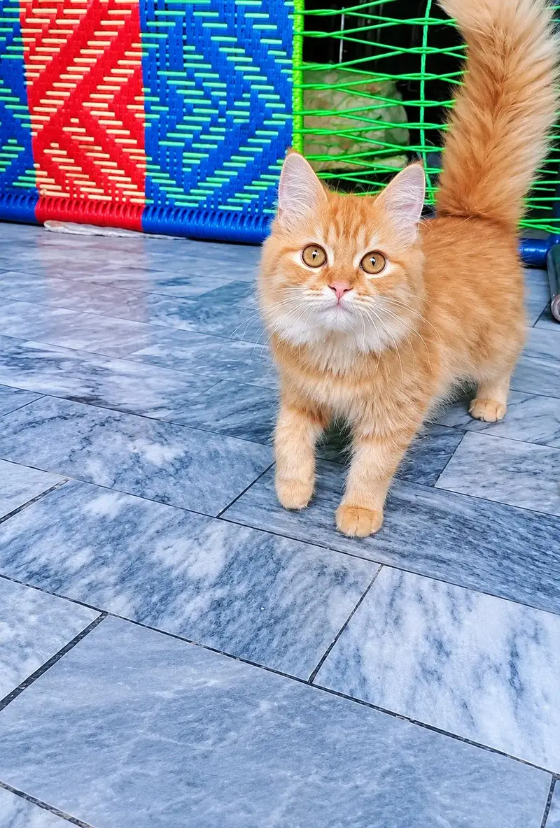 Pure Ginger persian Cat for sale — photo 2