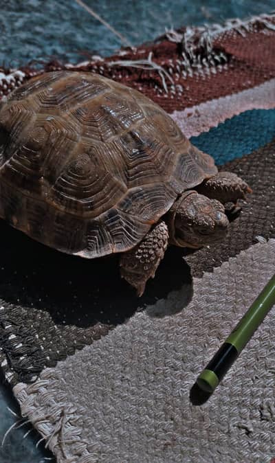 Tortoise