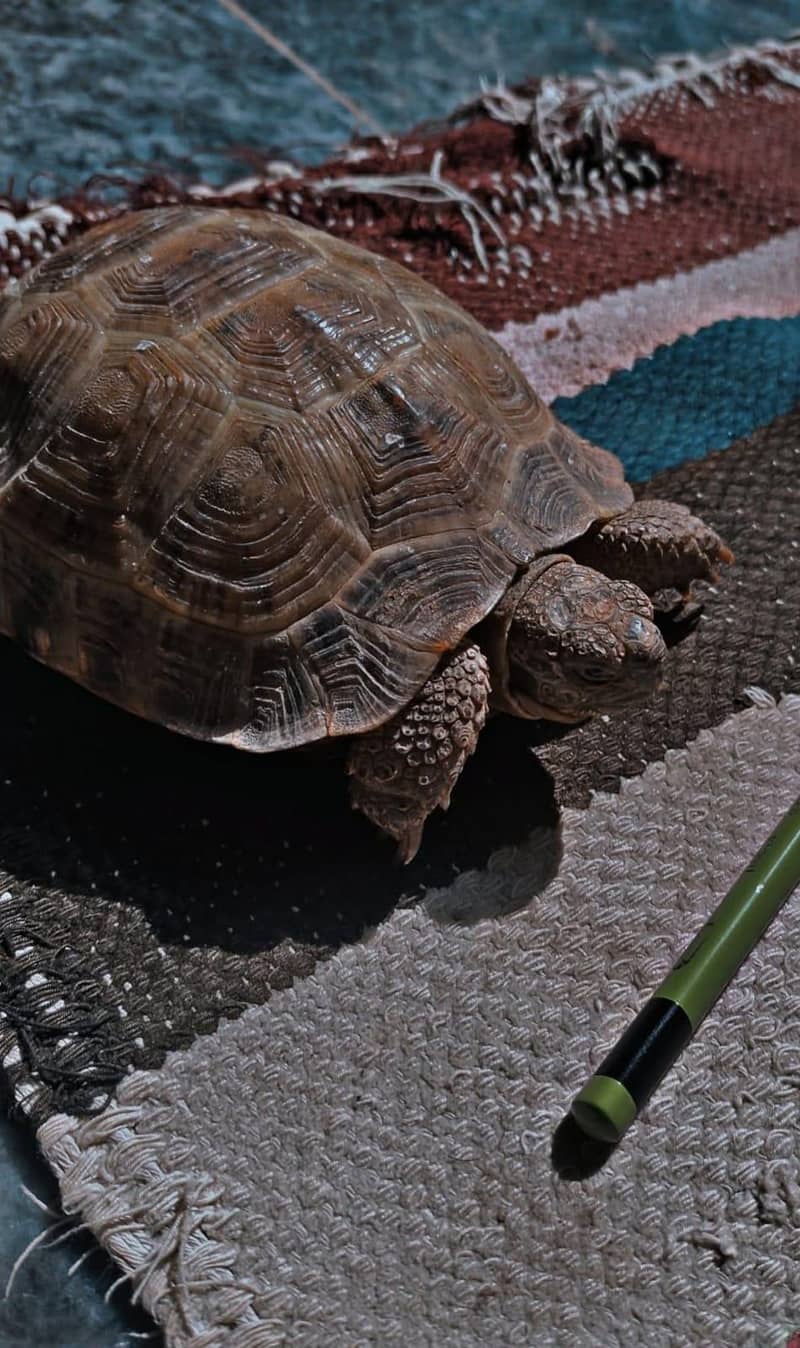 Tortoise 0