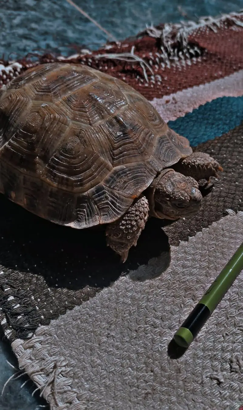 Tortoise