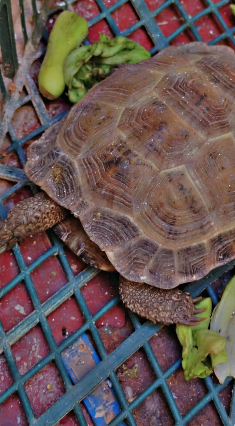 Tortoise 1