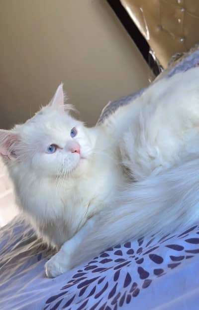 Pershian cat / Tripple coat/ BLUE Eyes / fully trained
