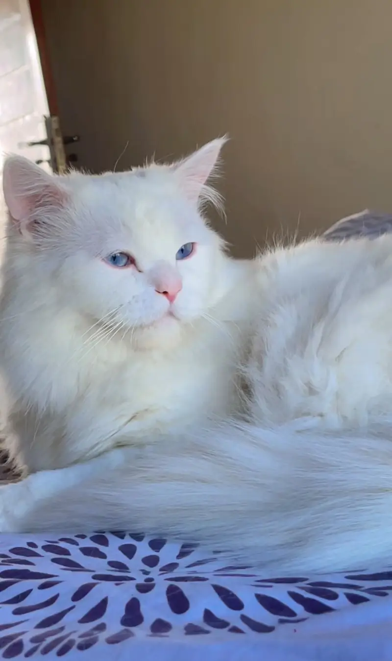 Pershian cat / Tripple coat/ BLUE Eyes / fully trained — photo 3
