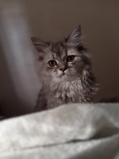 Female Cat