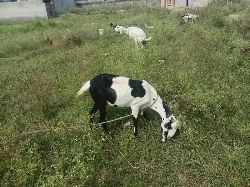 گبن بکری — photo 3