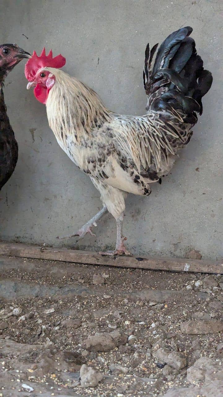 Aseel murga 5