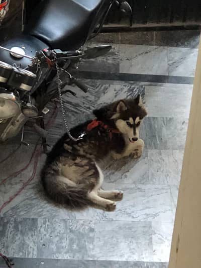 Siberian husky female