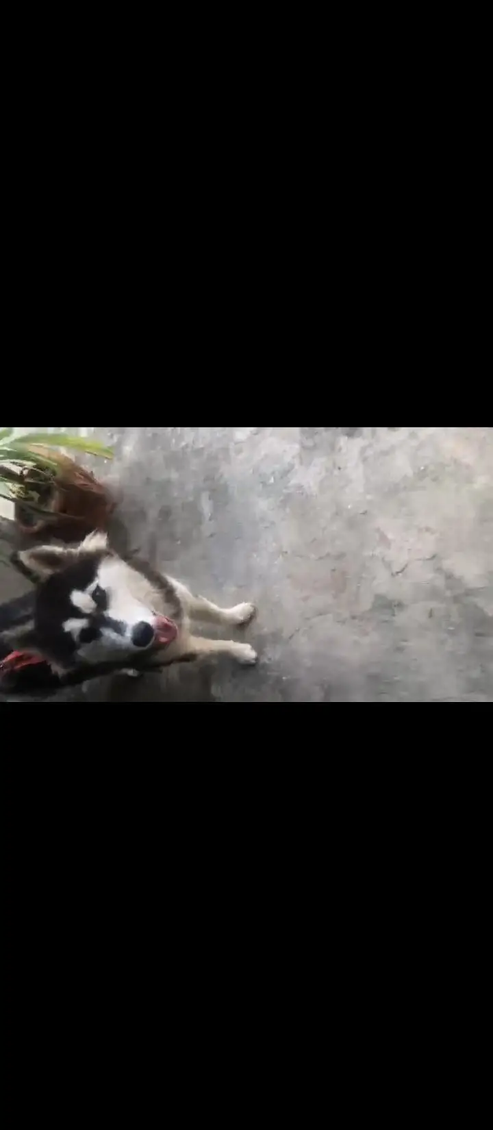 Siberian husky female — photo 2