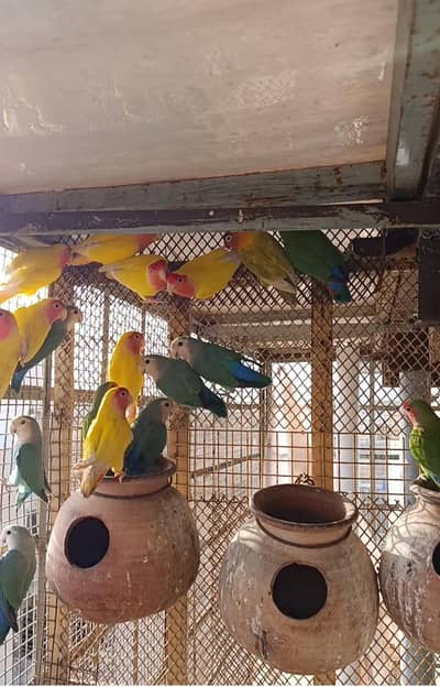 Rosicoli colour lovebirds