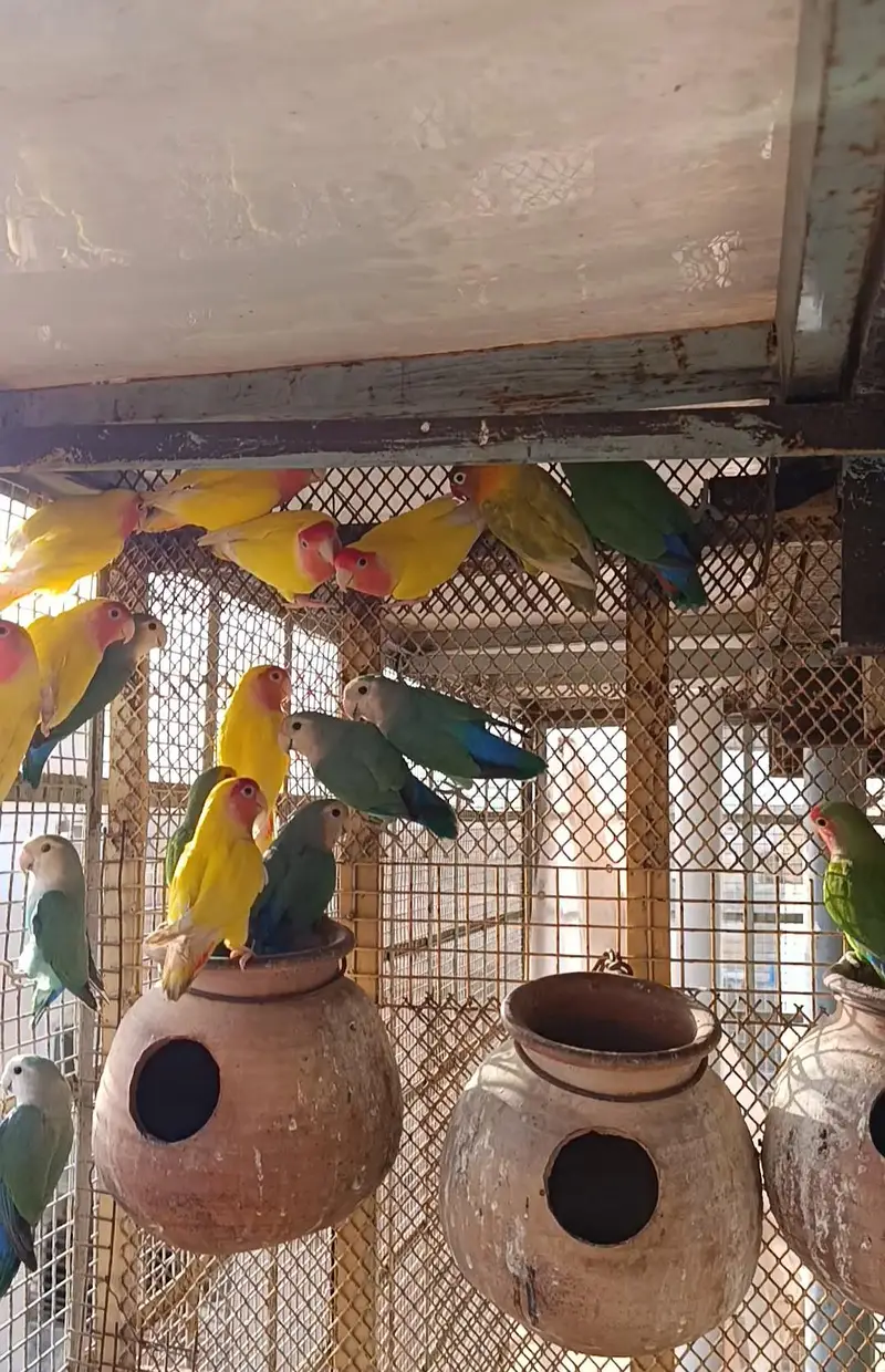 Rosicoli colour lovebirds — photo 2