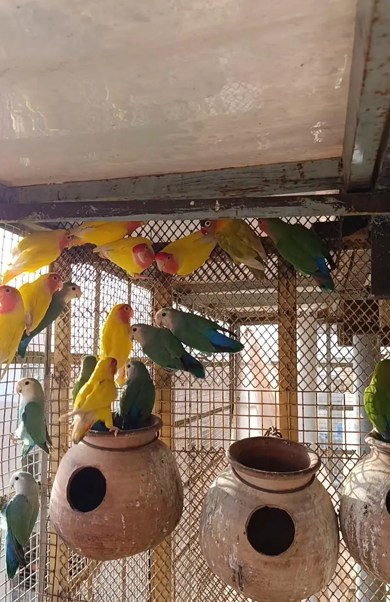 Rosicoli colour lovebirds — photo 3