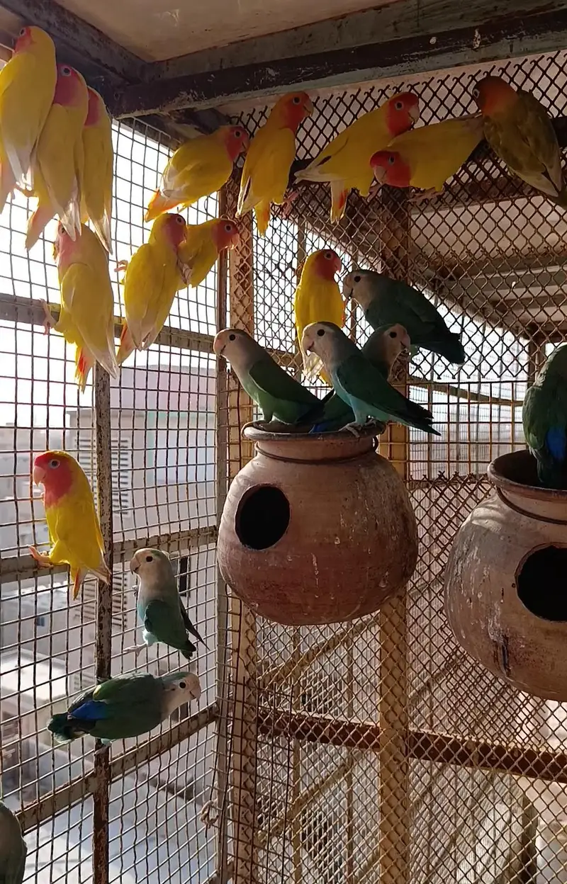 Rosicoli colour lovebirds — photo 4