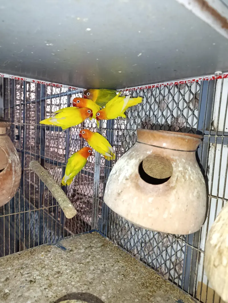 Rosicoli colour lovebirds — photo 5