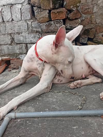 Female Gultair Dog for sale.