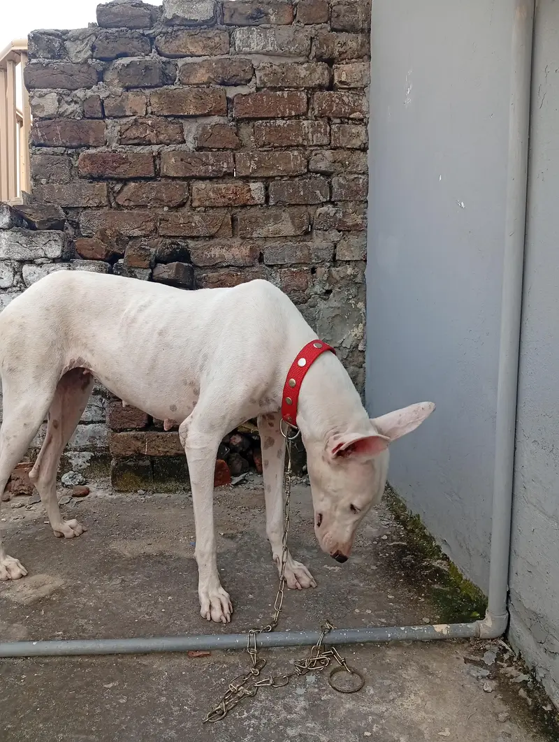 Female Gultair Dog for sale. — photo 2