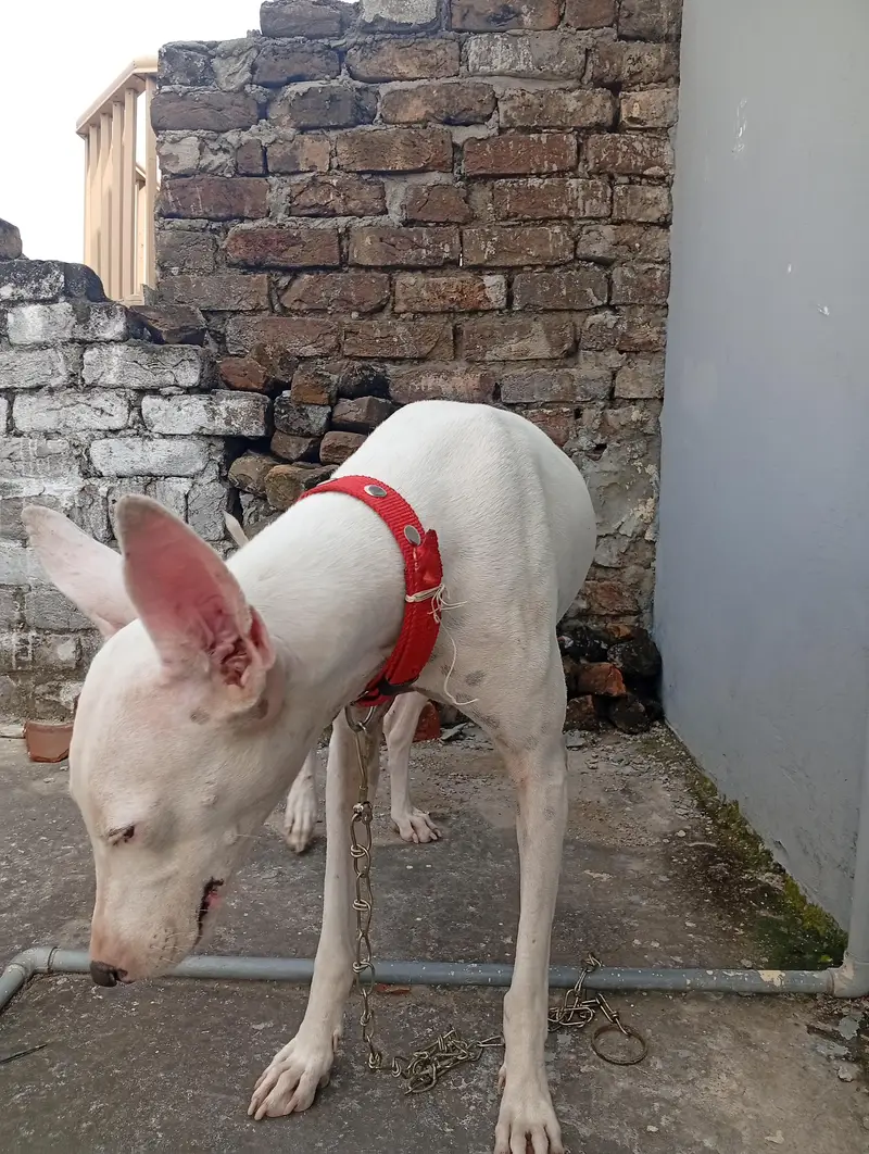 Female Gultair Dog for sale. — photo 3