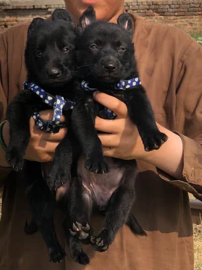 Black German Shepherd puppies | double coat | German Shepherd pair