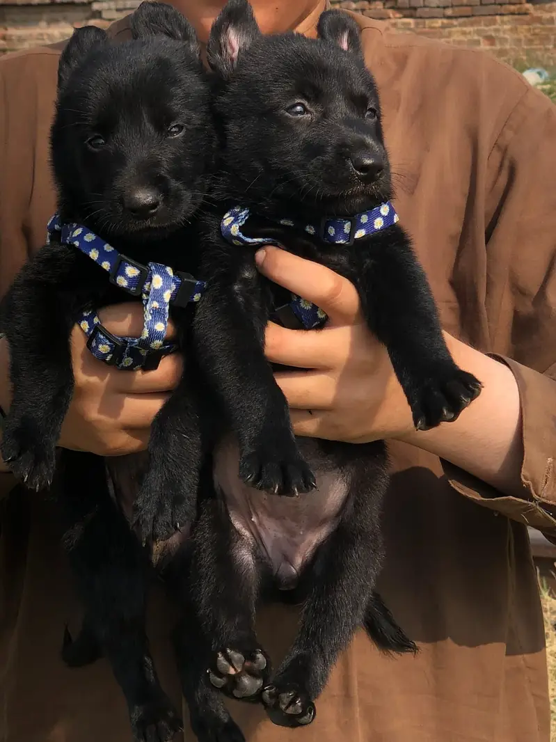 Black German Shepherd puppies | double coat | German Shepherd pair — photo 2