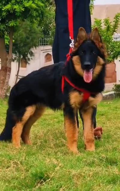 German Shepherd long coat male dog for sale