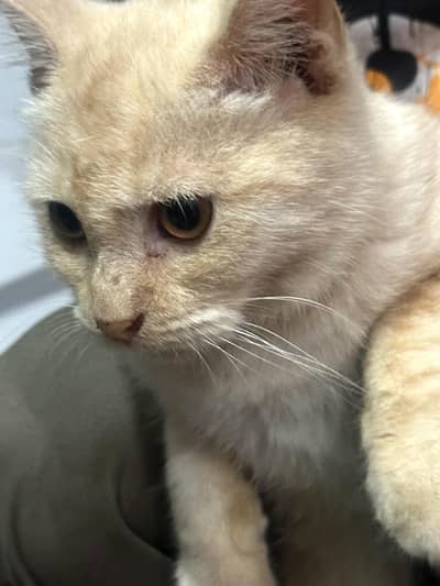 British shorthair Cat for Urgent sale.