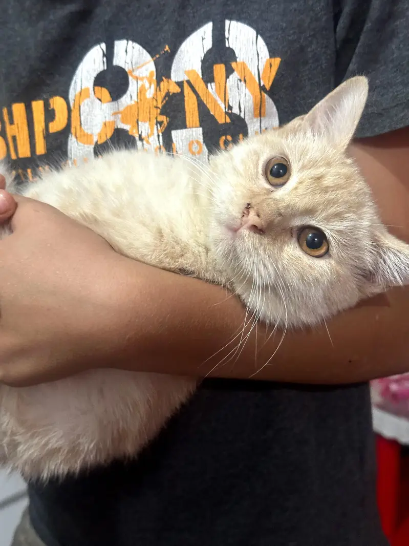 British shorthair Cat for Urgent sale. — photo 2