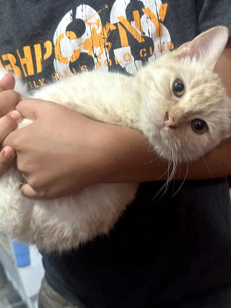 British shorthair Cat for Urgent sale. — photo 3