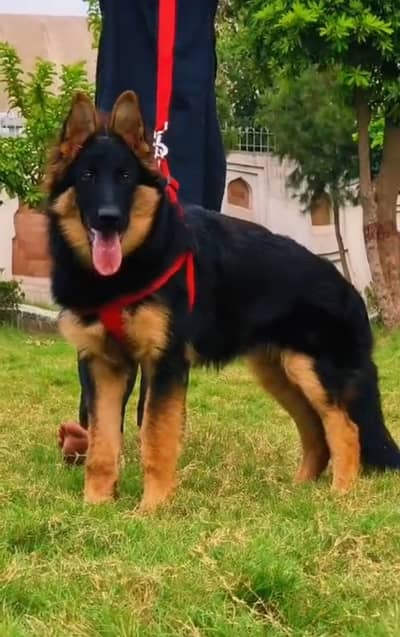 German Shepherd |  long coat female | GSD |  German Shepherd dog