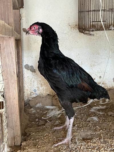 Aseel hen