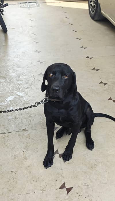 fully vaccinated full black Labrador male dog healthy and active
