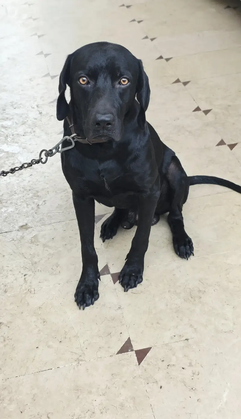 fully vaccinated full black Labrador male dog healthy and active — photo 2