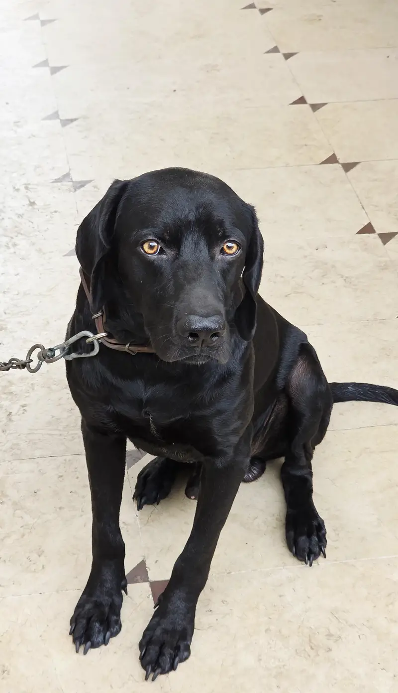 fully vaccinated full black Labrador male dog healthy and active — photo 3