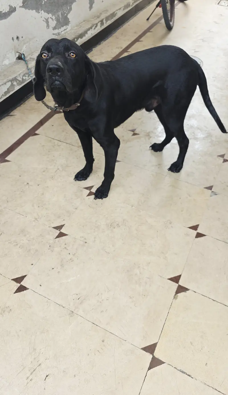 fully vaccinated full black Labrador male dog healthy and active — photo 4