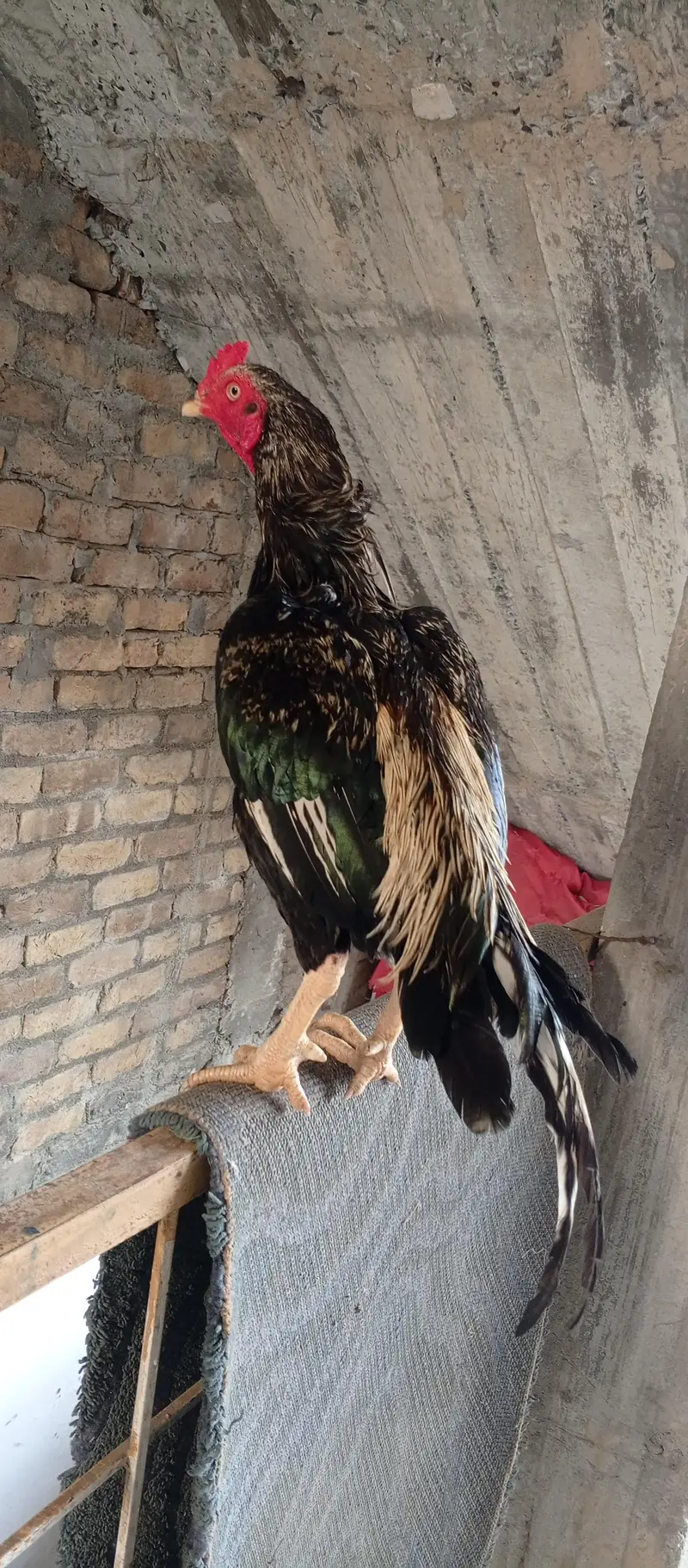 Aseel Murgha High class — photo 2