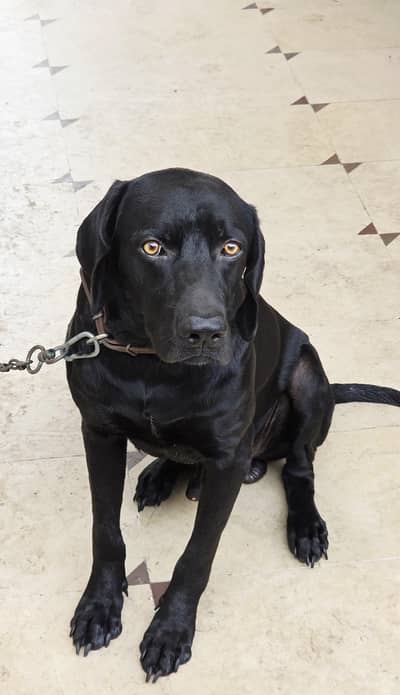 Healthy & Active Black Labrador for Sale - 16 Months, Fully Vaccinated