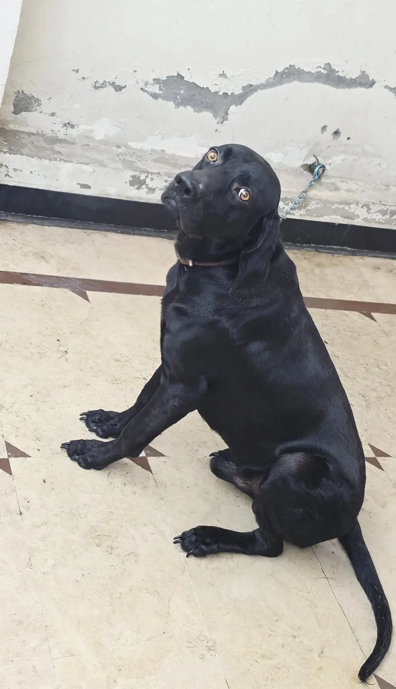 Healthy & Active Black Labrador for Sale - 16 Months, Fully Vaccinated — photo 3