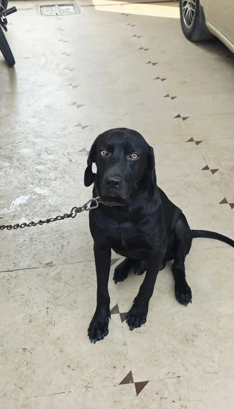Healthy & Active Black Labrador for Sale - 16 Months, Fully Vaccinated — photo 2