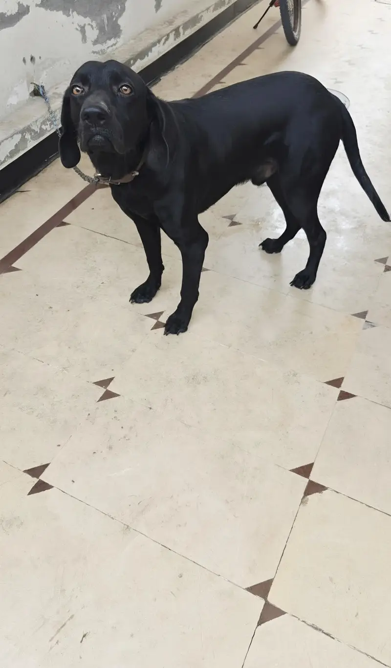 Healthy & Active Black Labrador for Sale - 16 Months, Fully Vaccinated — photo 5