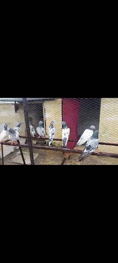 pigeon for sale 03436602706