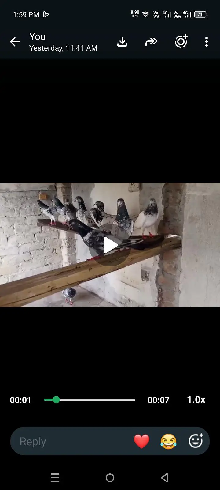 pigeon for sale 03436602706 — photo 2