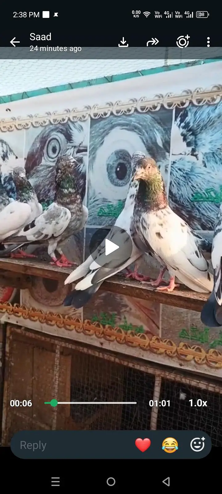 pigeon for sale 03436602706 — photo 3