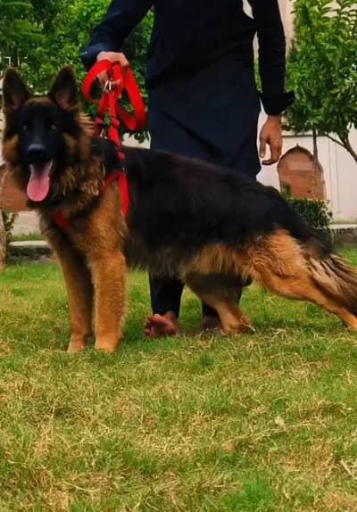 German Shepherd long coat male dog for sale