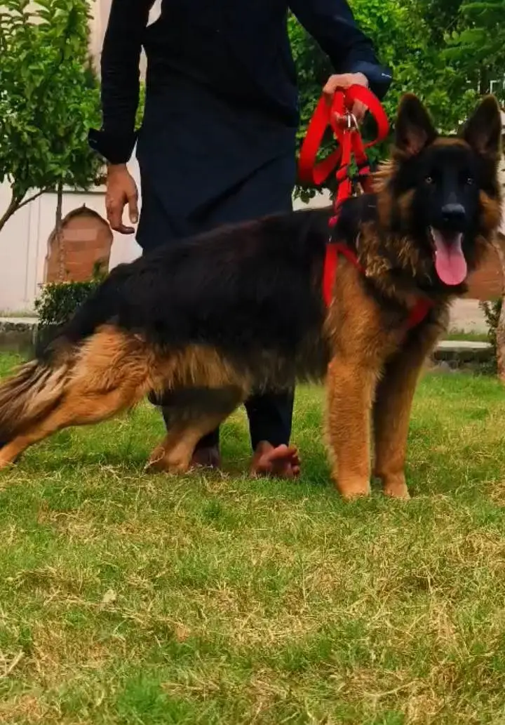 German Shepherd long coat male dog for sale — photo 2